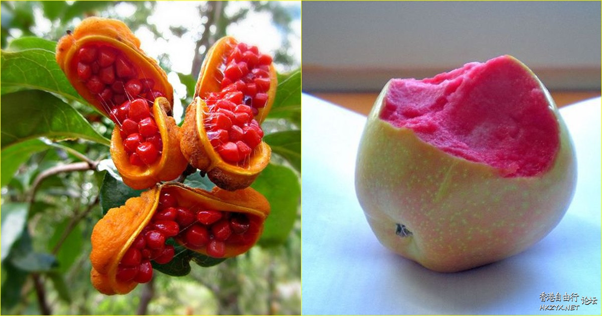 全球最罕見的30種水果  專題報導