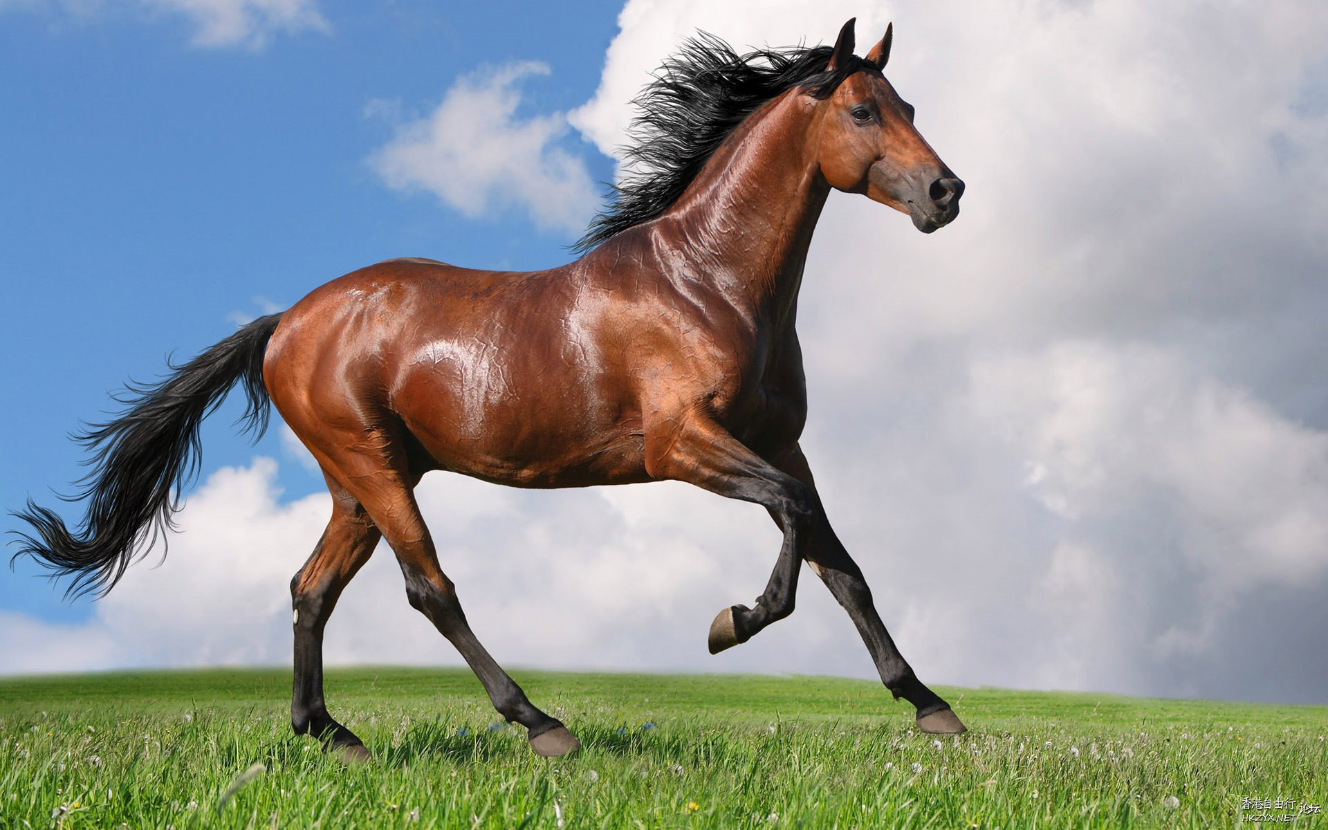 馬匹狀態鷄公頸  賽馬貼士