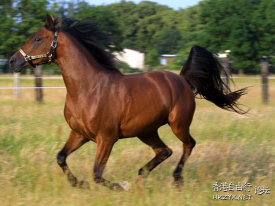 馬匹狀態鷄公頸  賽馬貼士