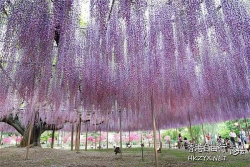 灵魂树再现：日本紫藤  World Travel 世界旅遊