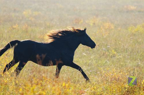 馬的奔馳  Ecology 生態留影