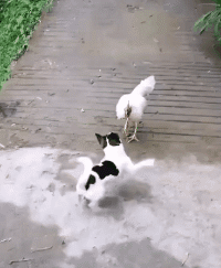 Funny Goats Attacking  Pets 寵物護理 +紀念堂