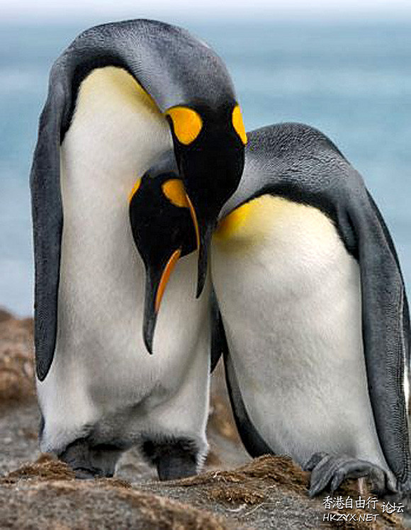 13-wildlife-photography-how-to-capture-animals-in-love.jpg
