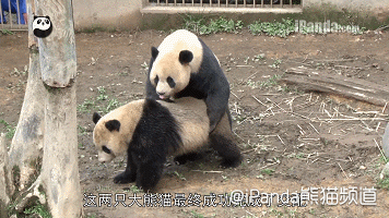 大熊猫交配实况全球首播  Pets 寵物護理 +紀念堂