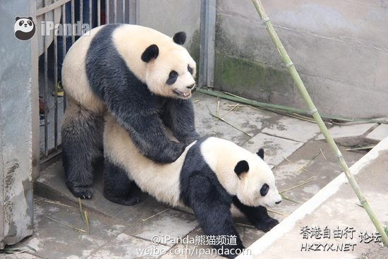 大熊猫交配实况全球首播  Pets 寵物護理 +紀念堂