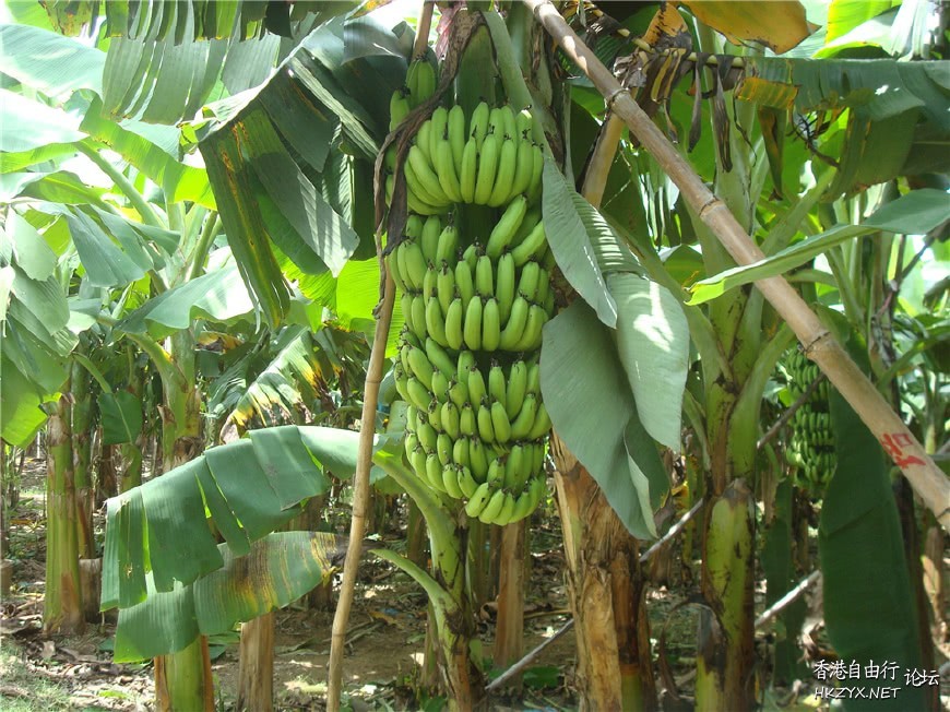 吃香蕉中風死亡降低40%。  偏方專線