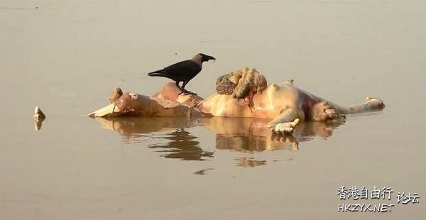 印度恒河严重的污染  World Trave...欧美