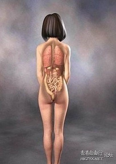 日本3D美女人体解剖图  医学常識