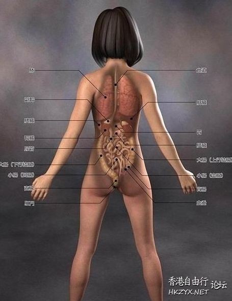 日本3D美女人体解剖图  医学常識
