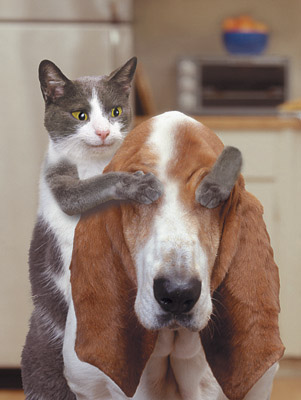 Cat: 不宜狗看  Pets 寵物護理 +紀念堂