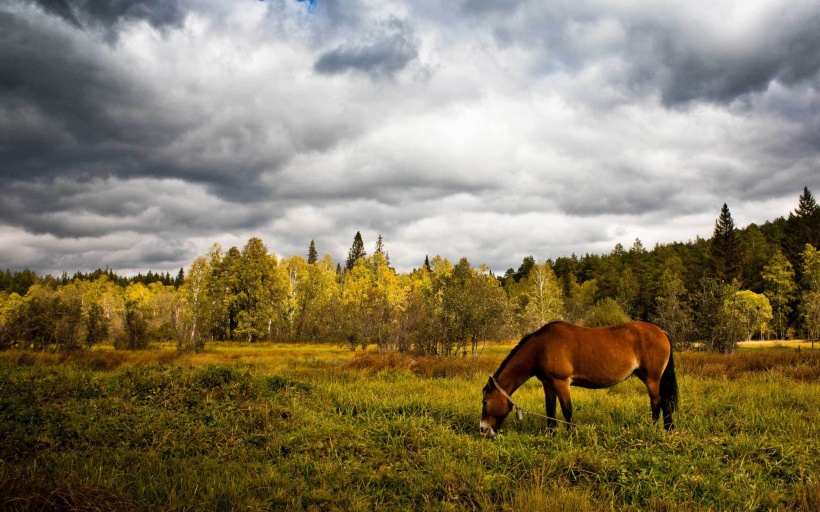 馬的百態  Photography 攝影特區
