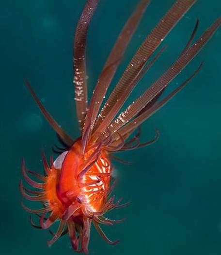 海底生態  Photography 攝影特區