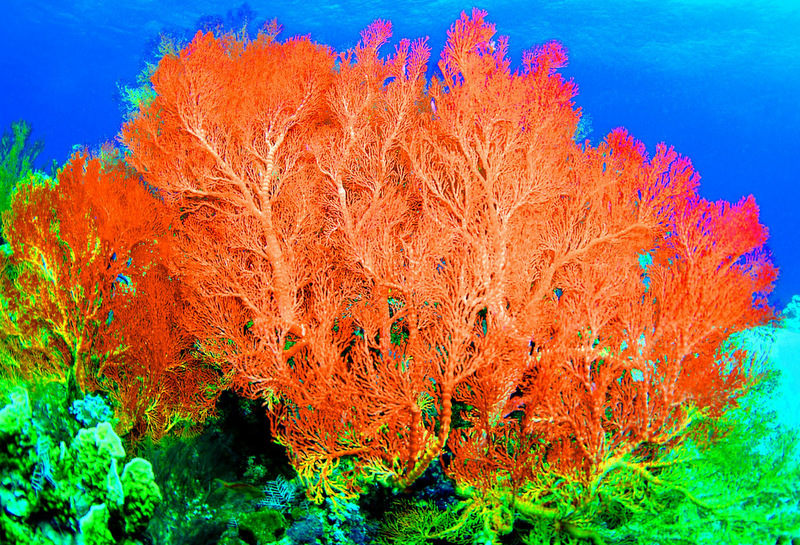 海底生態  Photography 攝影特區