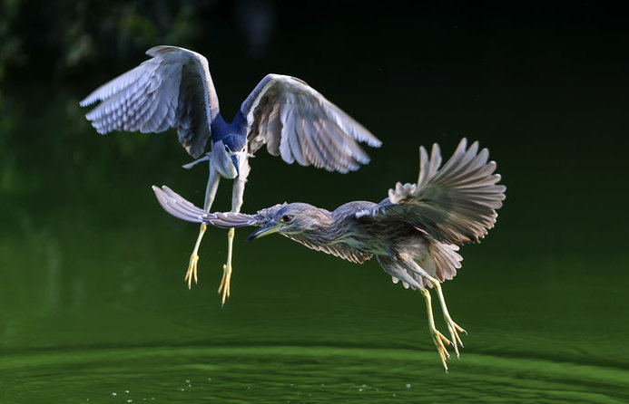 鳥捕食妙姿  Photography 攝影特區