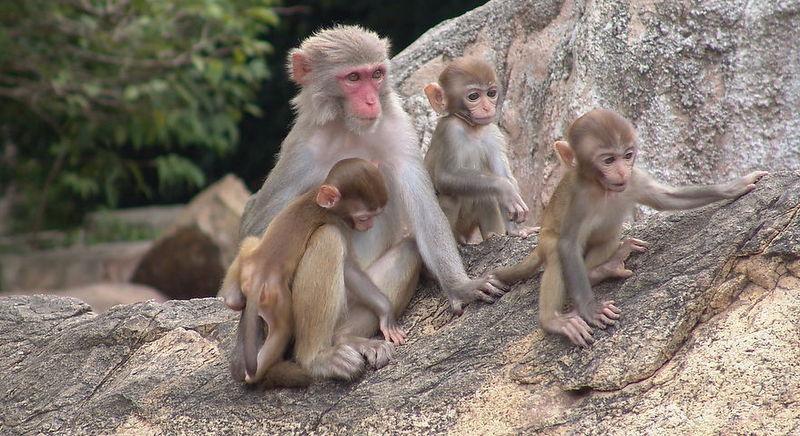 猴子多態  Ecology 生態留影