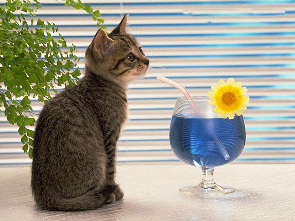 猫是这世界上最温柔的物种  Pets 寵物護理 +紀念堂