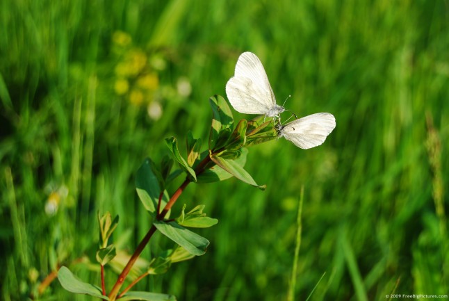   Ecology 生態留影