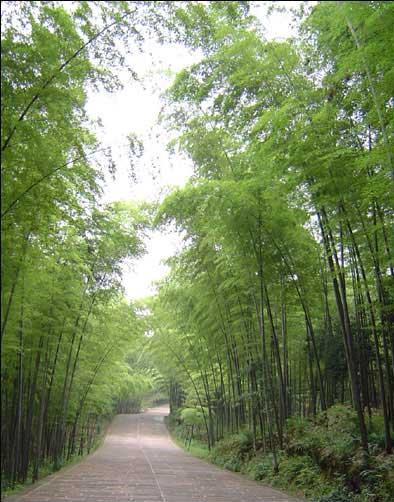   山水花林啓唔人生