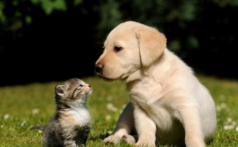   Puppies- cats小狗與猫