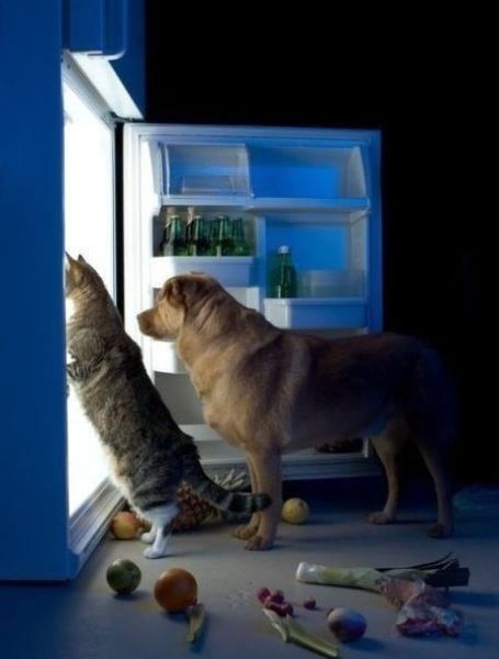   Puppies- cats小狗與猫