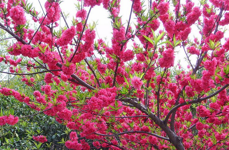   山水花林啓唔人生