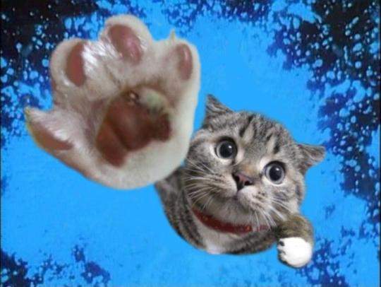 Funny Cats Compilation 20 min  Pets 寵物護理 +紀念堂