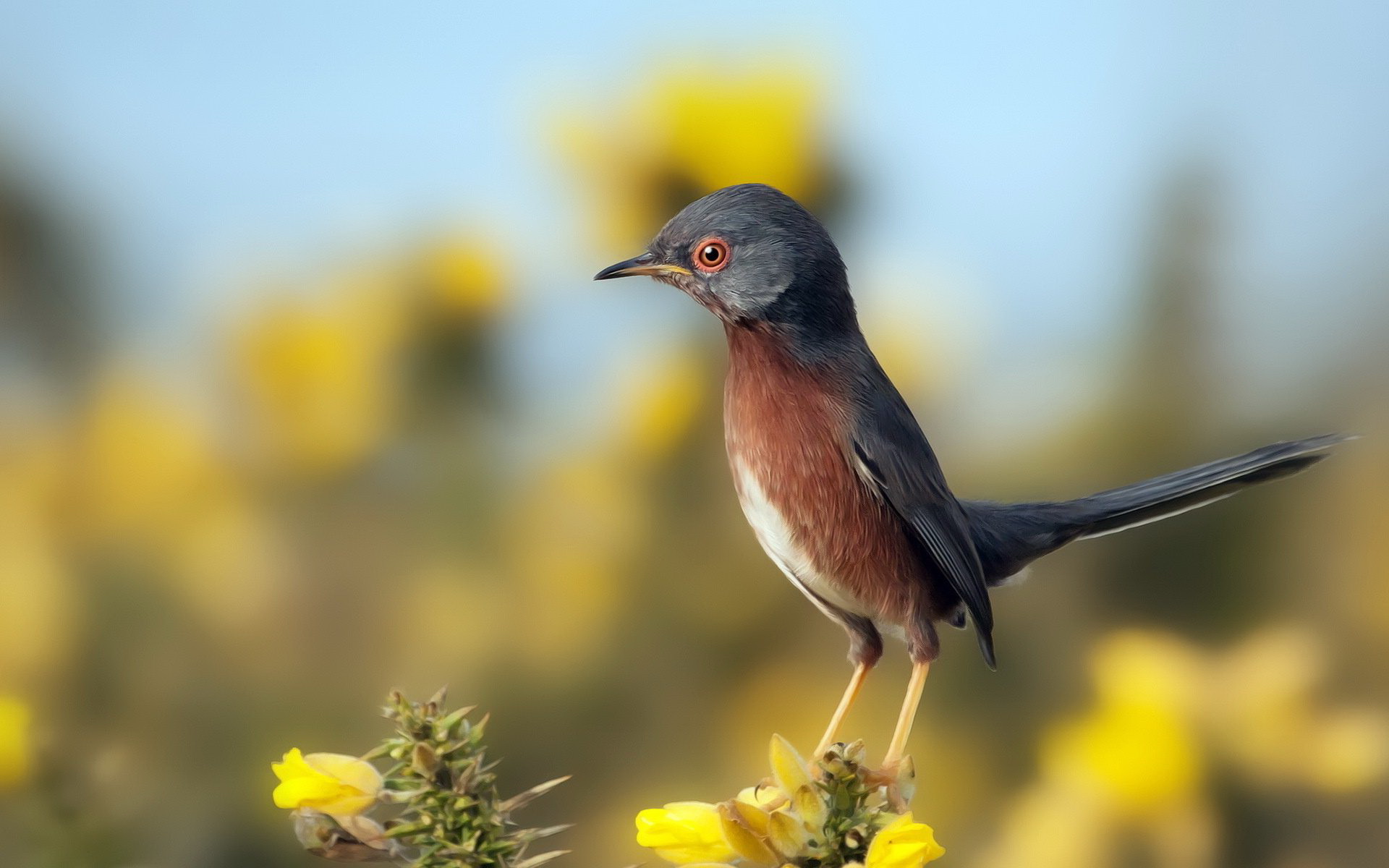   Birds 飛烏