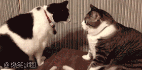 FUNNY CAT  Puppies- cats小狗與猫