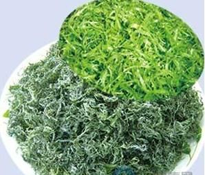 螺旋藻提高人体的免疫力  医学常識