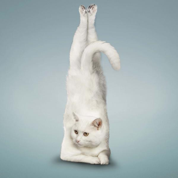 猫猫做瑜伽  Puppies- cats小狗與猫