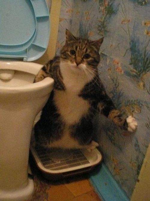 貓完廁所爆衝出砂盆  寵物護理
