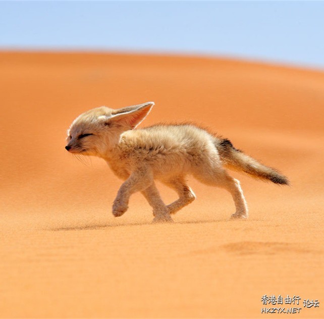 孤独的小狐狸  Ecology 生態留影