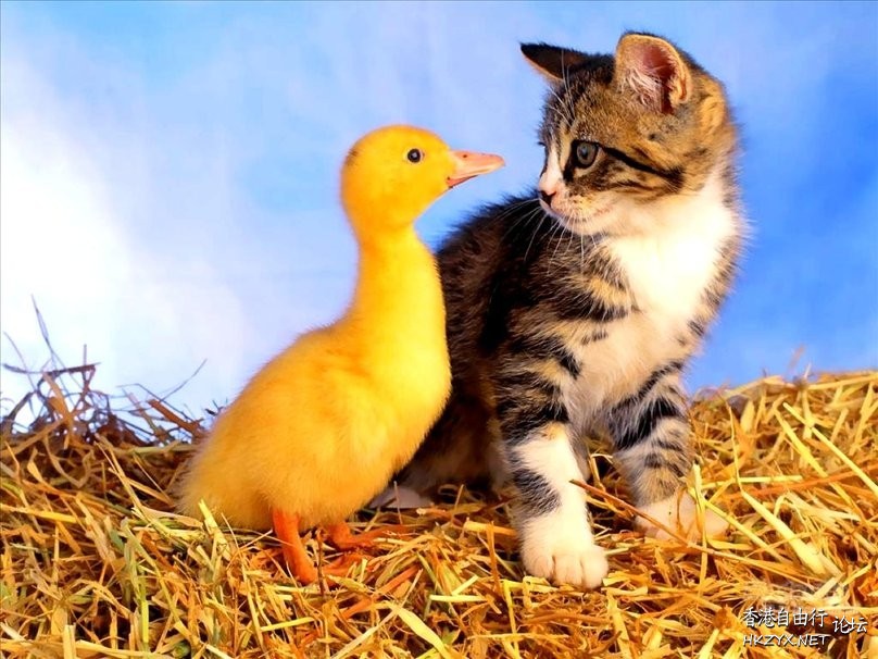 Duck 同 Cat 講野  Pets 寵物護理 +紀念堂