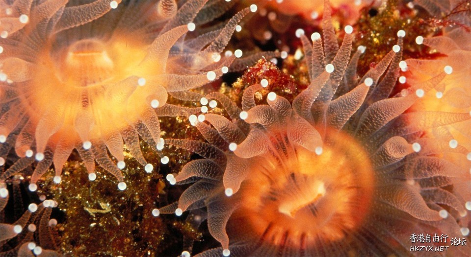 高清海底世界  海洋生態