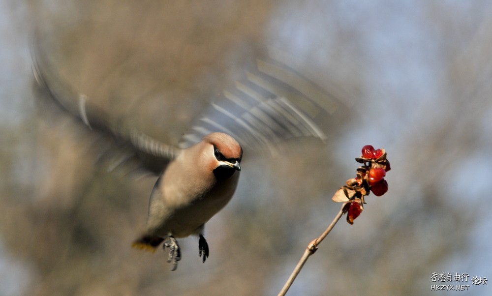   Birds 飛烏