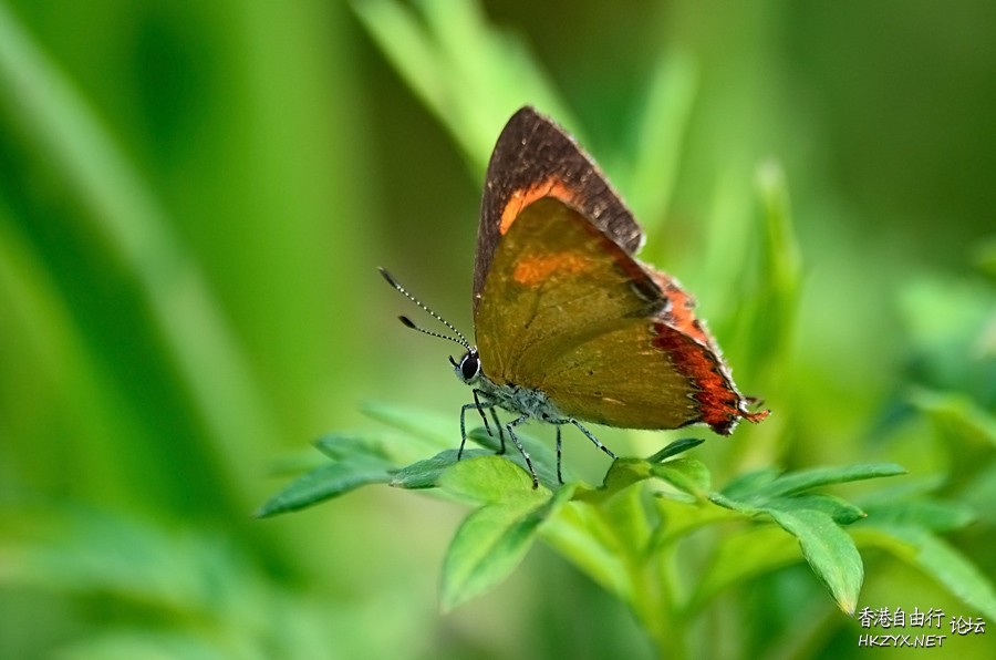   Ecology 生態留影