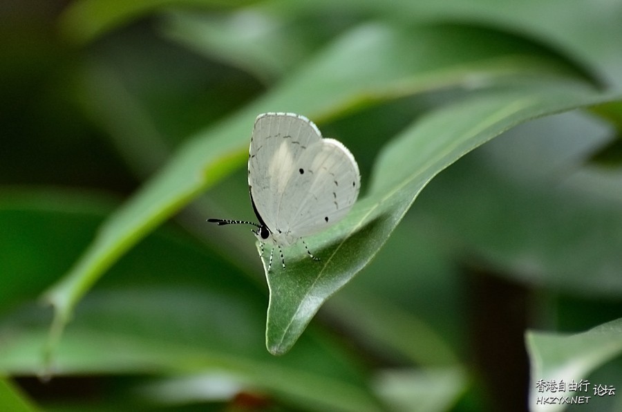   Ecology 生態留影