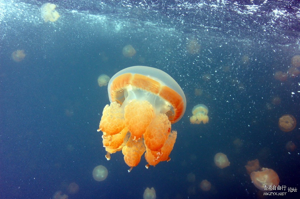 水母直径约4英尺9英寸  海洋生態