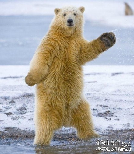 熊:我跳个舞给你看，哎、哎、  舞姿百態