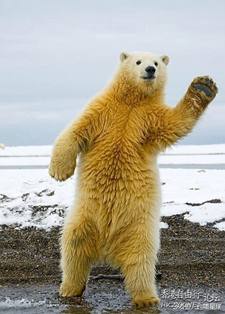 熊:我跳个舞给你看，哎、哎、  舞姿百態