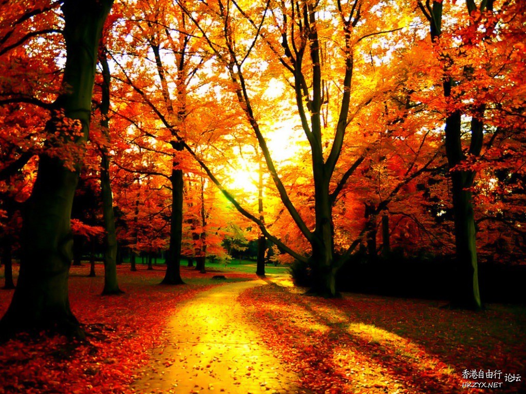 Autumn leaves  Photography 攝影特區