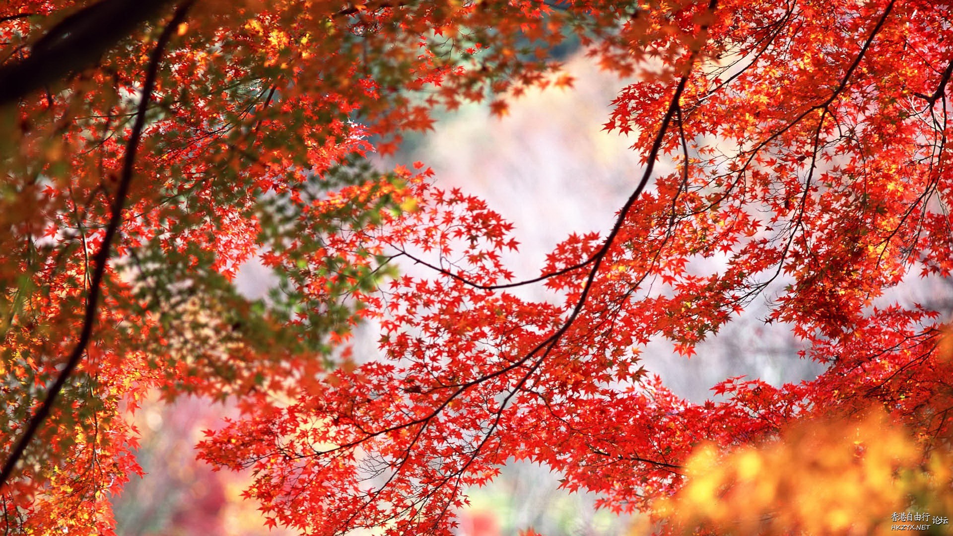 Autumn leaves  Photography 攝影特區