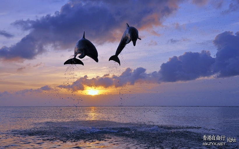 海豚图片  海洋生態