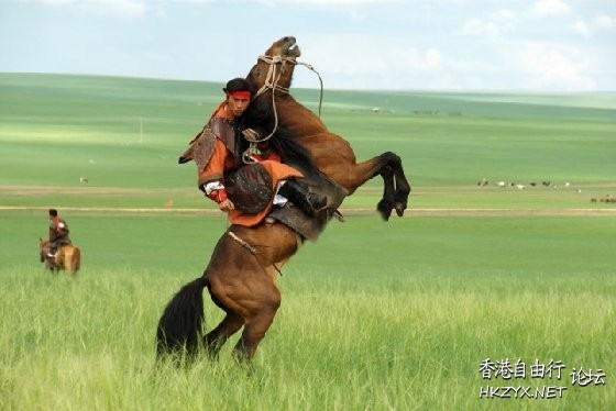 蒙古馬草原騁馳  Wild animal 野生動物
