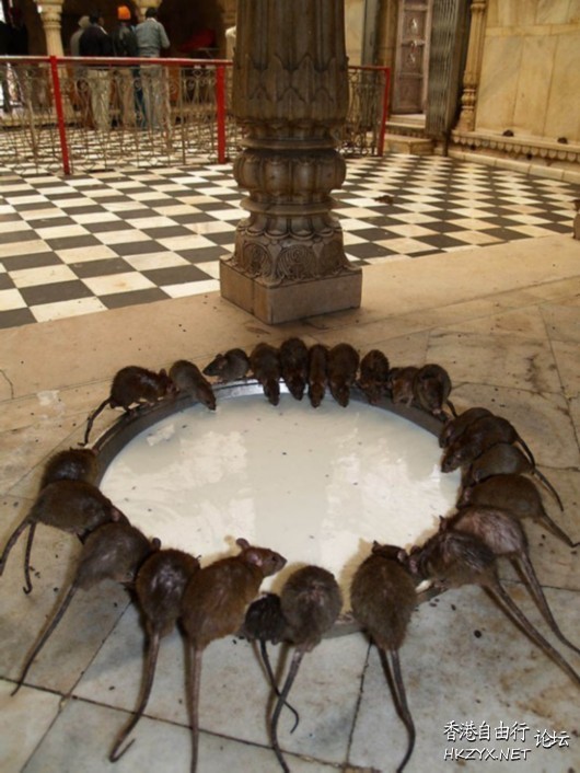 印度老鼠庙 印度“圣鼠庙”  World Trave...欧美