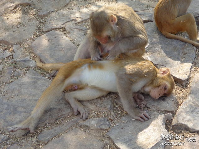 India  Monkeys 廟  World Trave...欧美