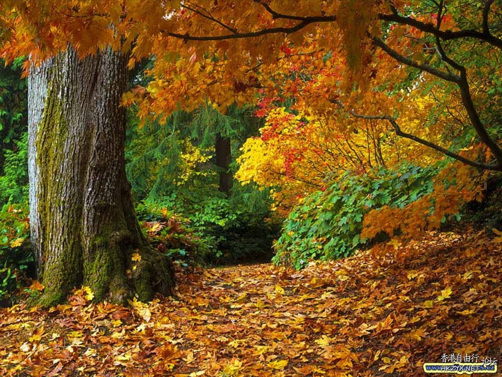 Colors of Autumn  貼上 精華分享