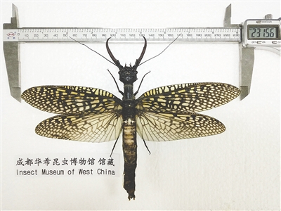 世界最大“恐怖的蜻蜓”  專題報導