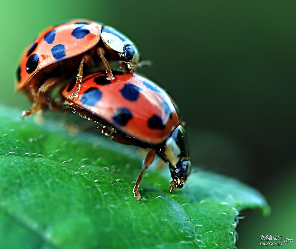   Ecology 生態留影