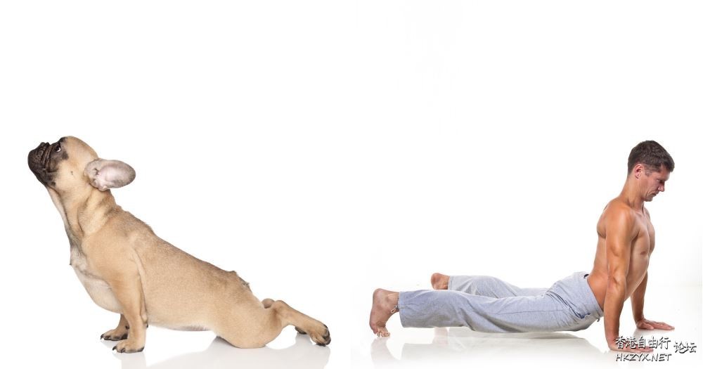 dogs- handstand  Pets 寵物護理 +紀念堂